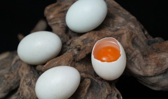 行业资讯-辉新-咸鸭蛋有哪些腌制方法？