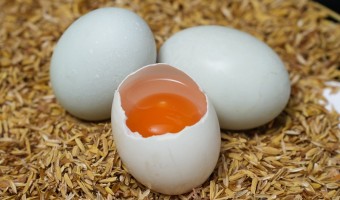 公司新闻-辉新-如何选择优质的咸鸭蛋厂家？